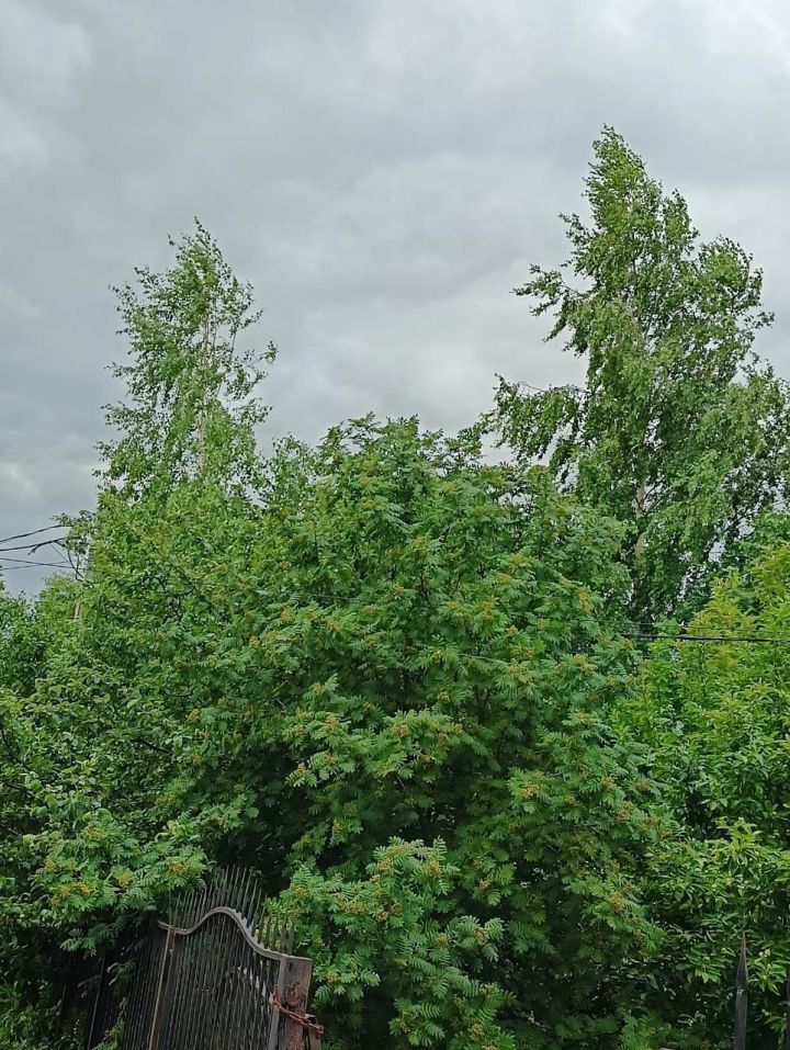 Днем 1 июля на территории  Татарстана  местами ожидается гроза, кратковременные усиления северо-западного ветра порывами 15-20 м/с