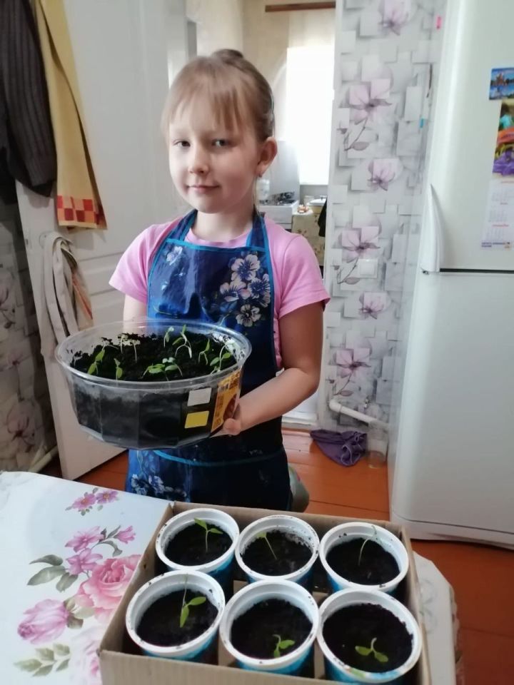 Юные экологи Егоркинской школы выращивают рассаду для школьного огорода