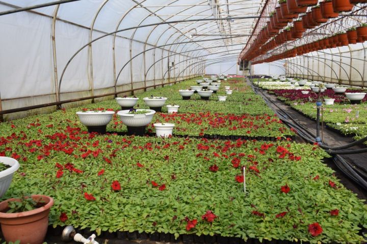 700 000 цветов для Нурлата: как семья Блиновых превращает город в цветущий сад