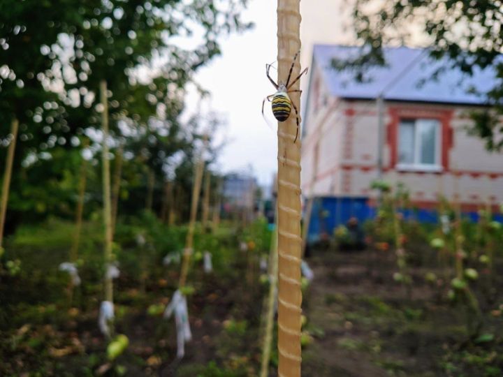 К нам в редакцию заглянул необычный гость: паук-оса был замечен в Нурлате!