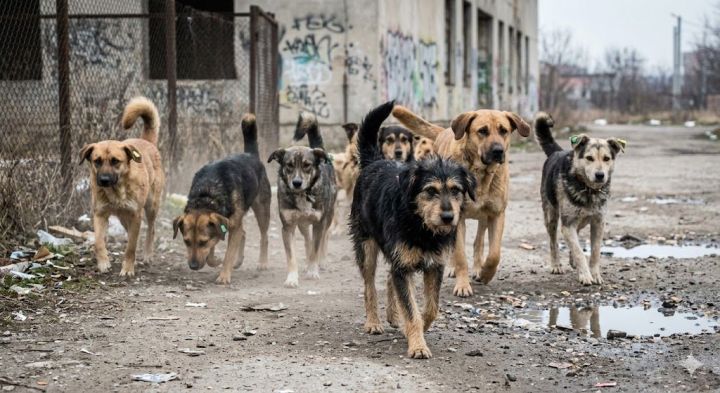 В Татарстане ввели жесткие правила отлова и усыпления бродячих собак