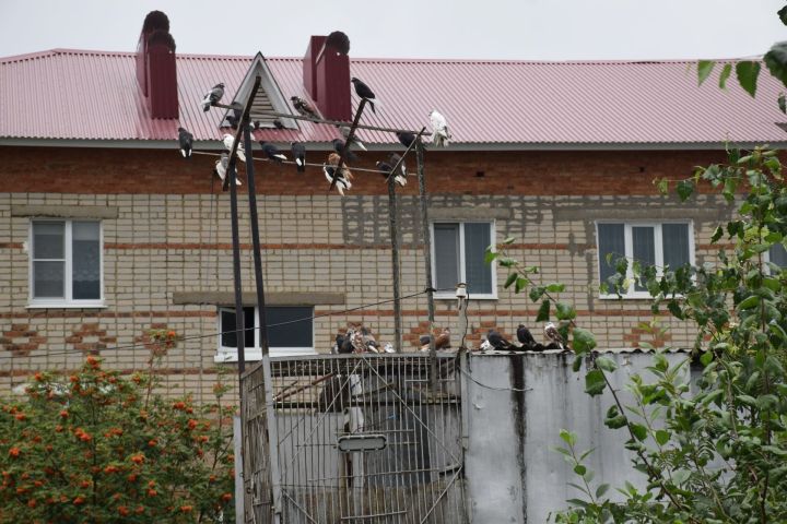 Голубь в дымоходе привёл к газовому отравлению семьи в Нурлате