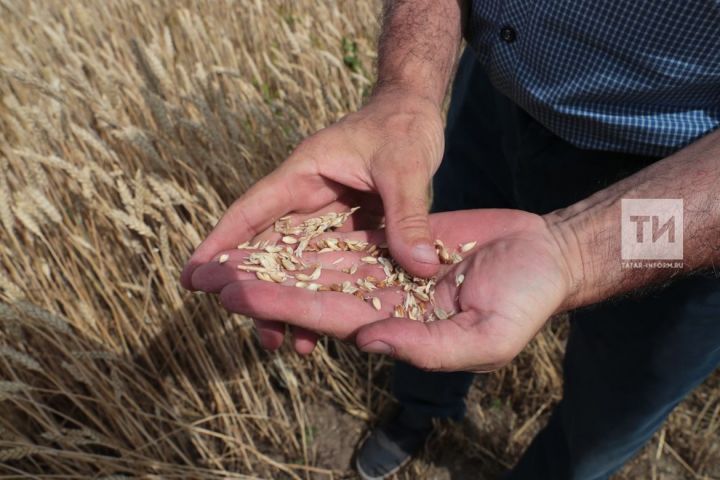 В РТ рентабельность аграриев повысится за счет развития речного экспорта зерновых – Айрат Хайруллин