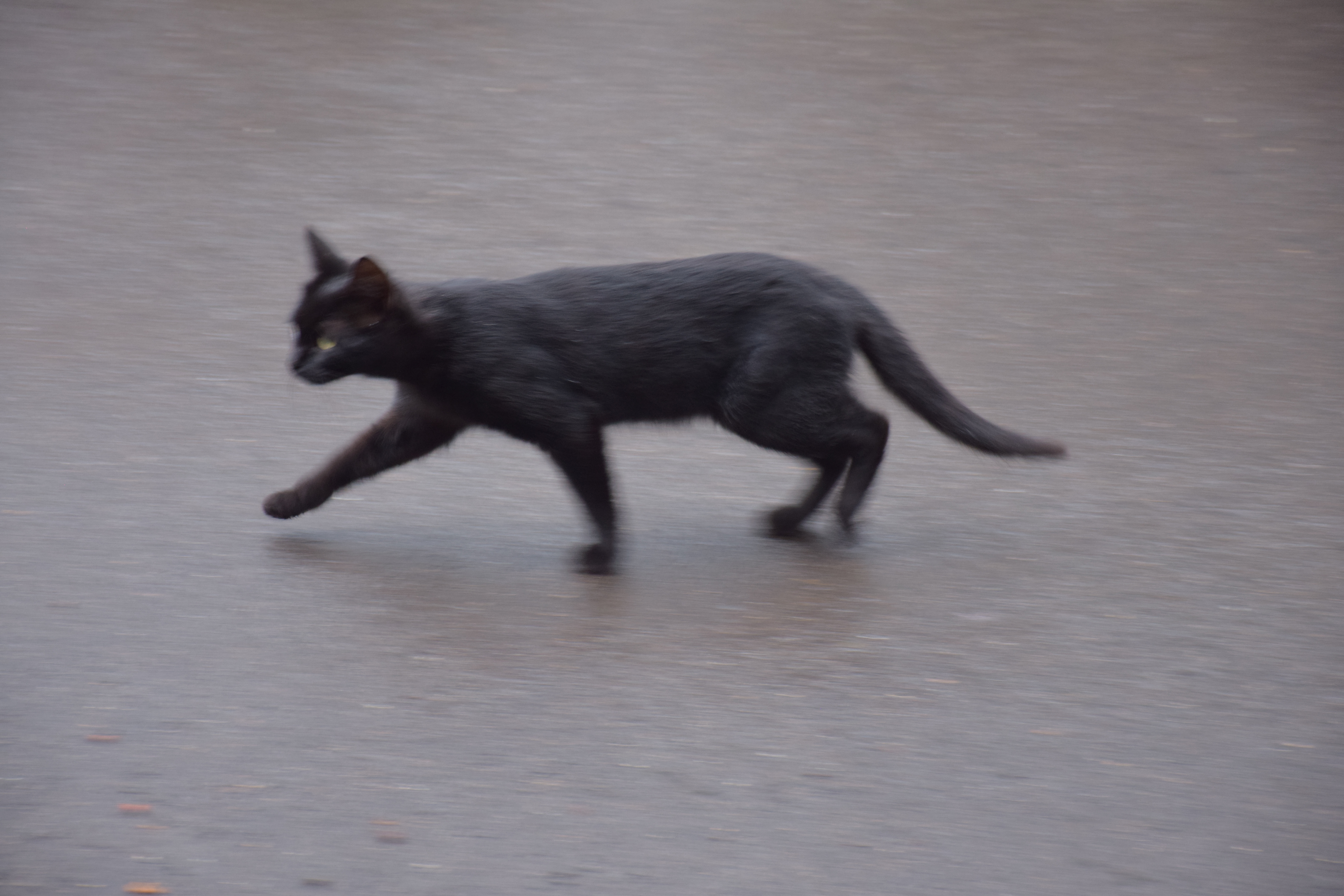17 августа отмечают Международный день черного кота