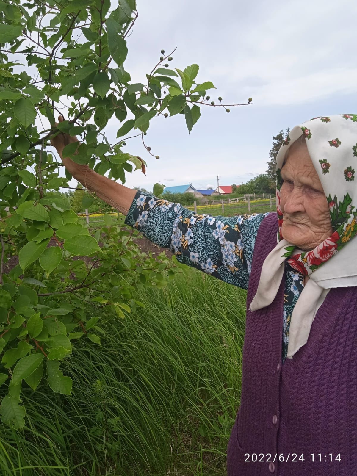 Пожилые граждане, обслуживаемые КЦСОН «Гармония», заготавливают на зиму полезные травы
