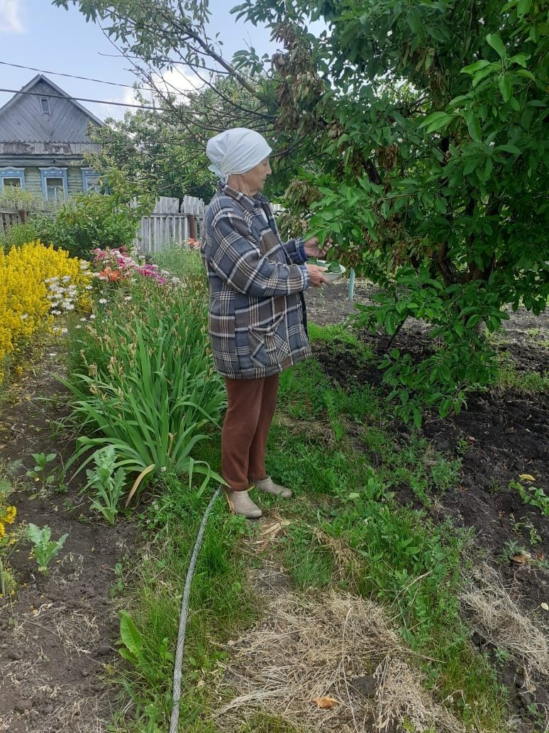 Пожилые граждане, обслуживаемые КЦСОН «Гармония», заготавливают на зиму полезные травы