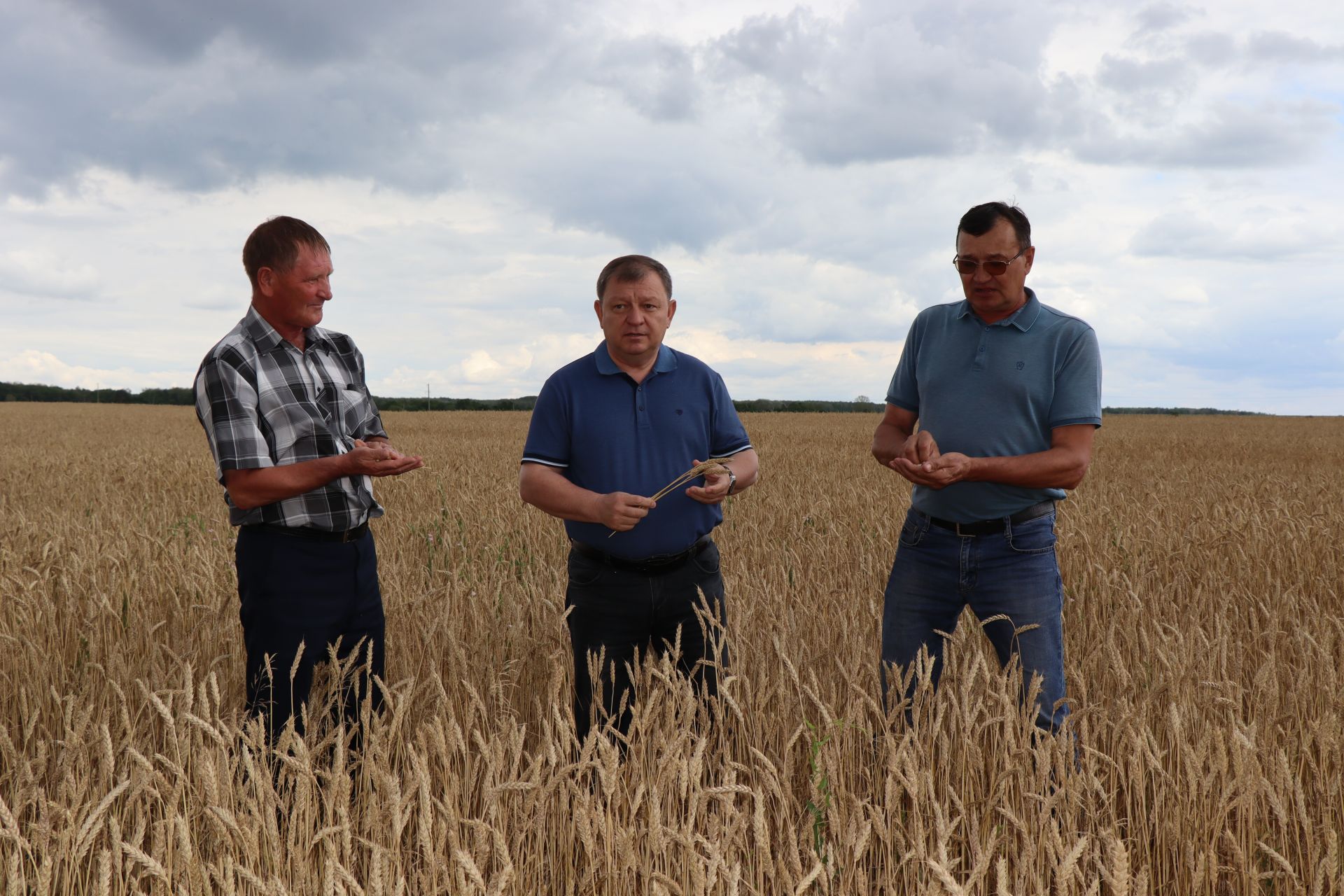 В КФХ «Сулейманов А.И.» приступили к уборке озимой пшеницы