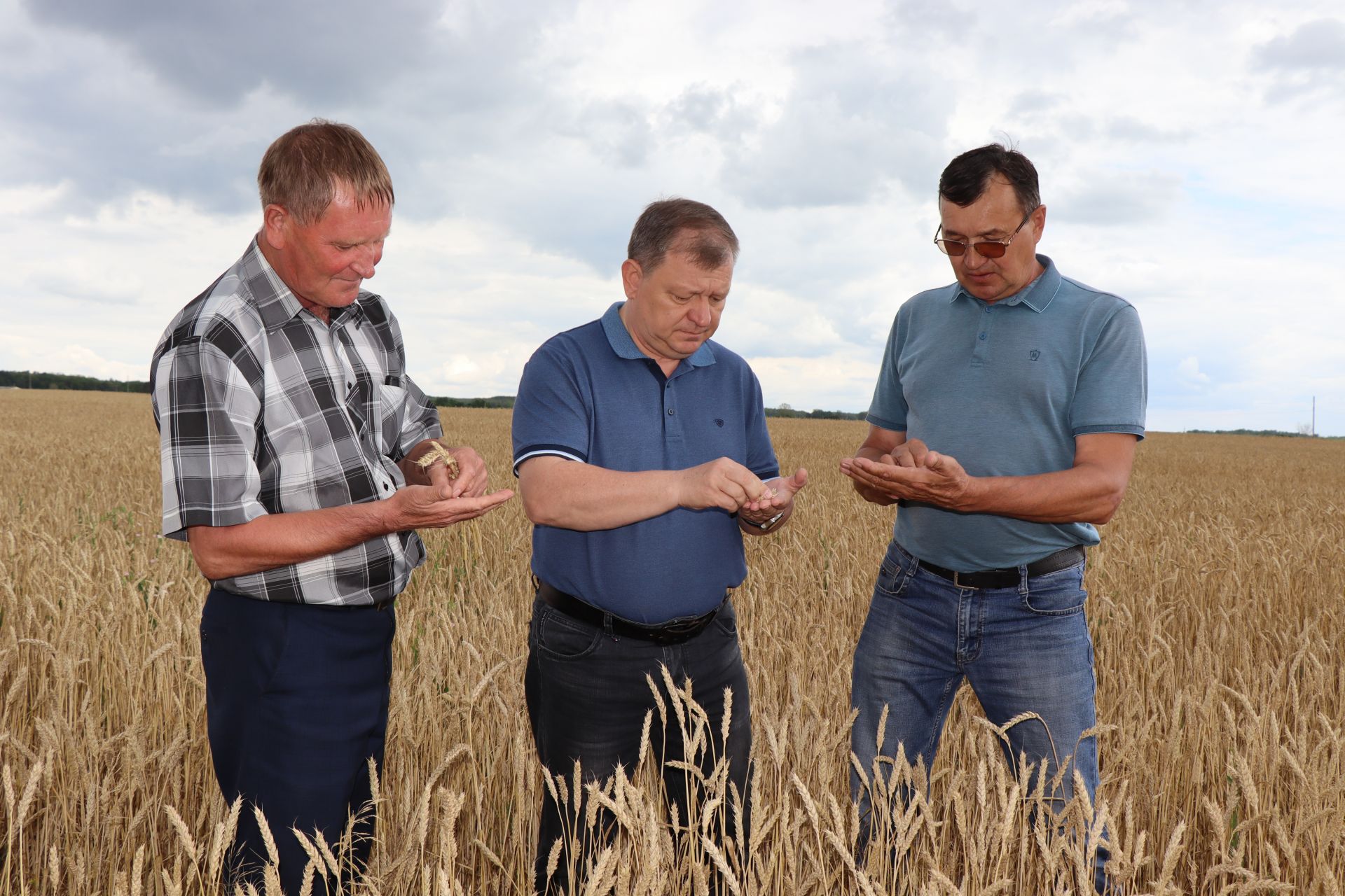 В КФХ «Сулейманов А.И.» приступили к уборке озимой пшеницы