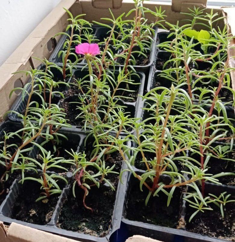 Жители Нурлатского дома-интерната украшают территорию с заботой и теплом