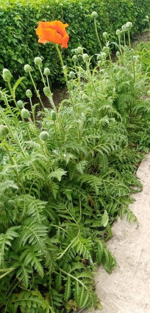 Жители Нурлатского дома-интерната украшают территорию с заботой и теплом