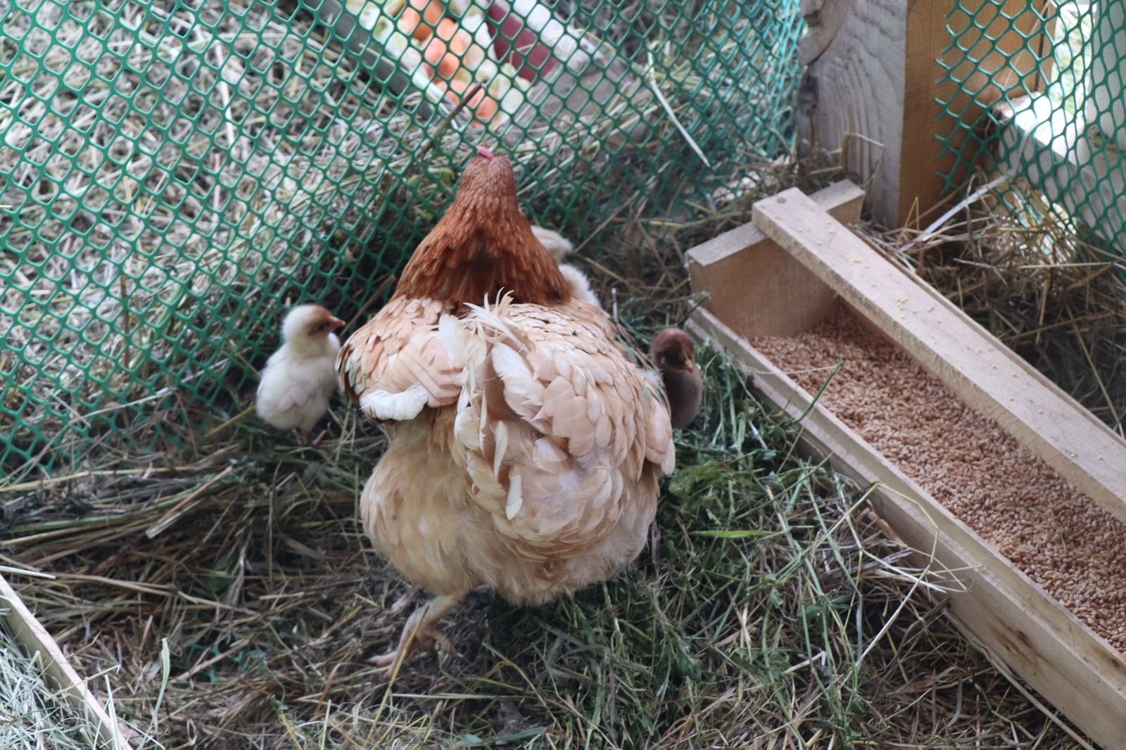 Нурлатское подворье на казанском Сабантуе посетил Раис Татарстана (+ фоторепортаж)