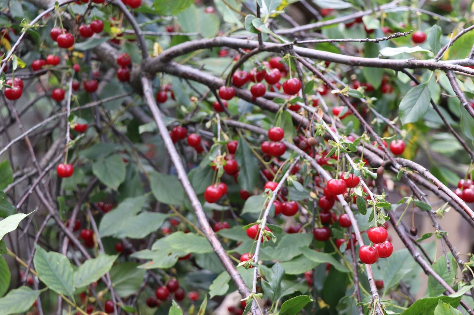 Сезон вишни в саду Лидии: история заботливой хозяйки