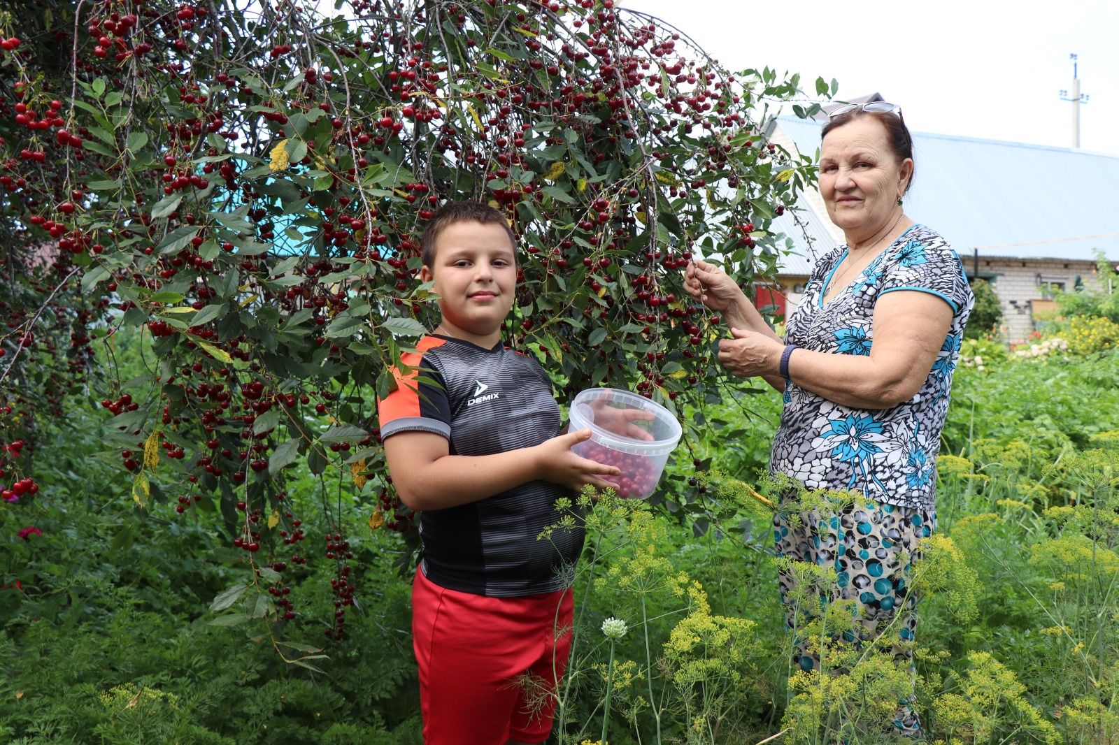 Сезон вишни в саду Лидии: история заботливой хозяйки