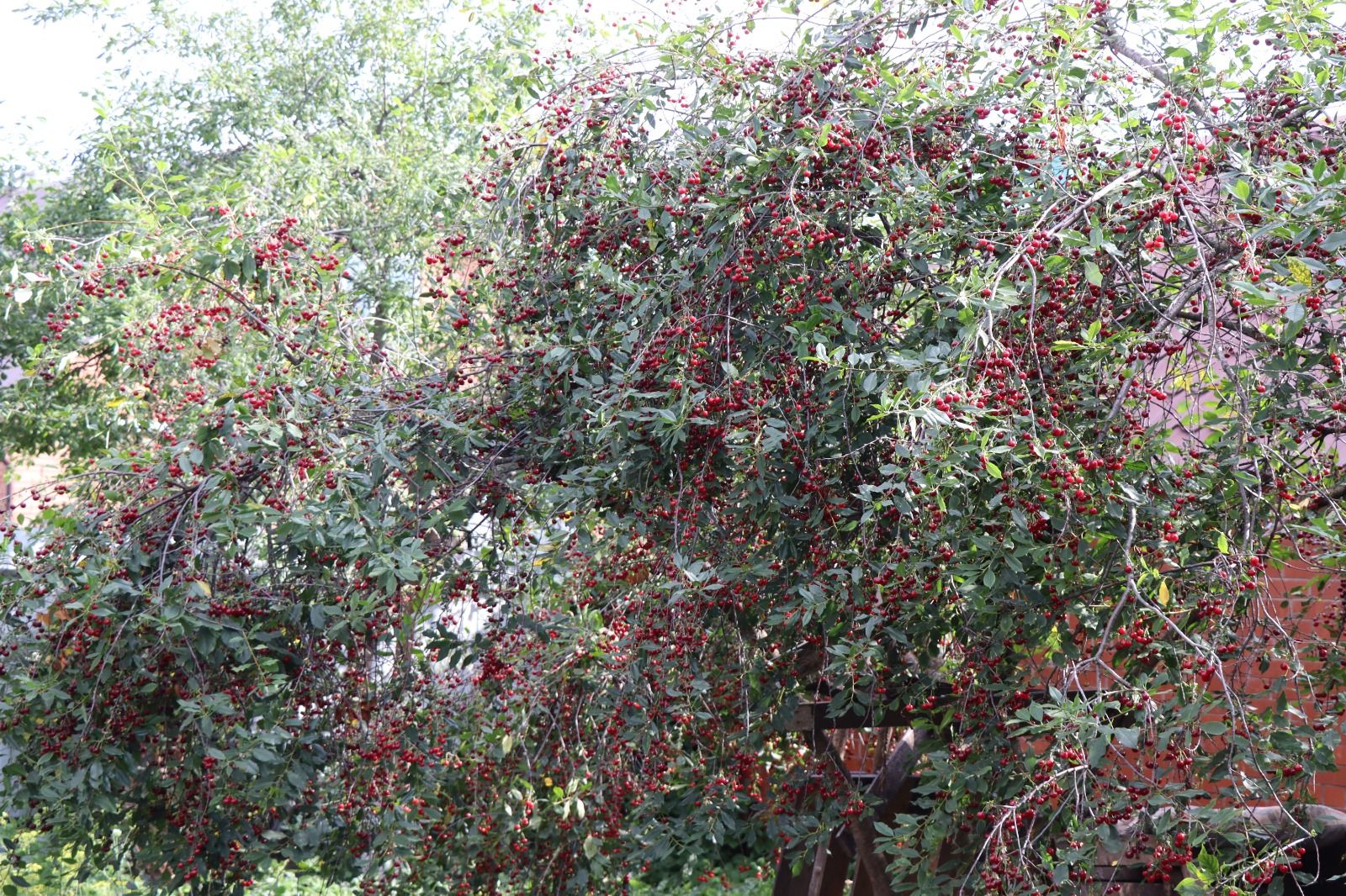 Сезон вишни в саду Лидии: история заботливой хозяйки