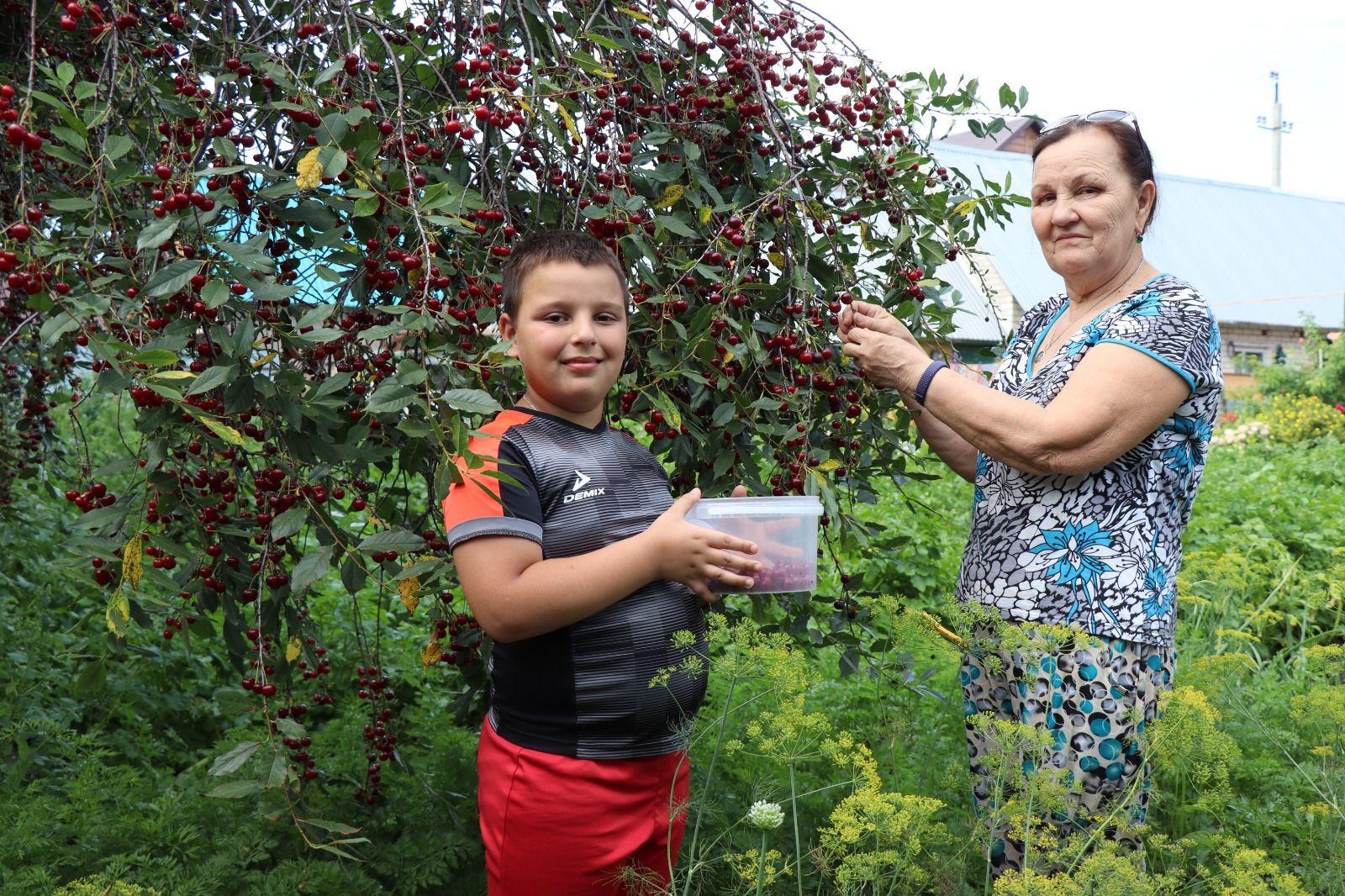 Сезон вишни в саду Лидии: история заботливой хозяйки