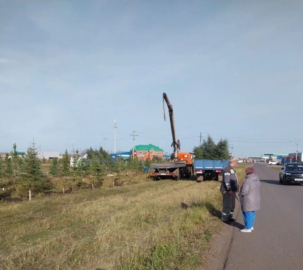 В Нурлате высадили 200 хвойных деревьев