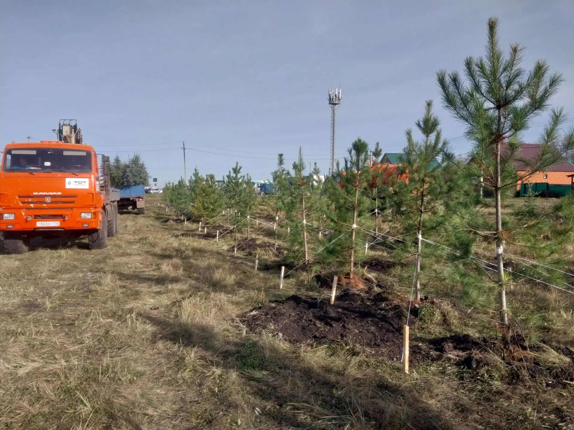 В Нурлате высадили 200 хвойных деревьев