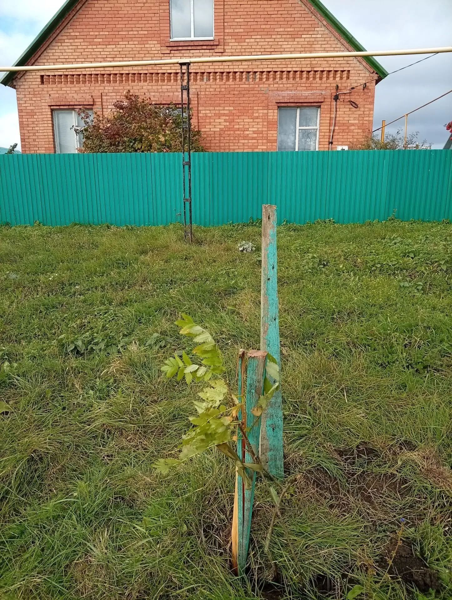 В Нижнем Нурлате высадили рябиновую аллею