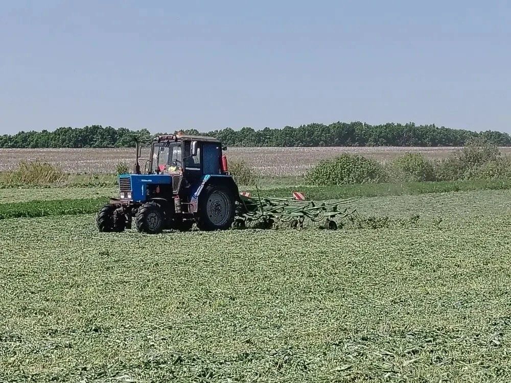 Нурлат районы хуҗалыкларында азык әзерләү кампаниясе башланып китте