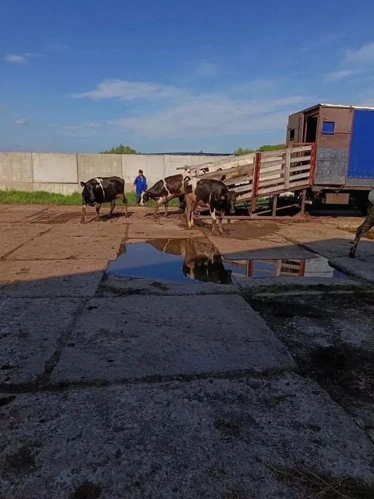 Партию племенного скота доставили в Нурлатский район