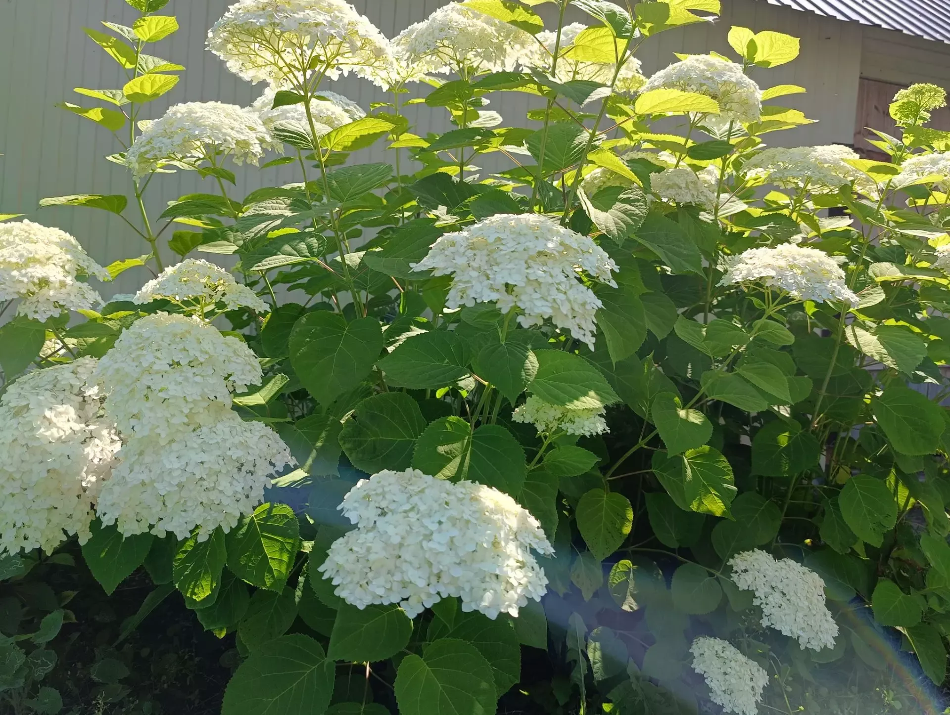 День тигра, персика и губной помады отмечают в мире 29 июля