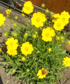 30 апреля 85-летний юбилей отмечает Иванова Валентина Григорьевна – любимая мама, бабушка, старейший педагог Елаурской средней школы, ветеран труда.