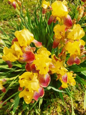 Уважаемую Фанию Фаниловну Гилязову с юбилеем!