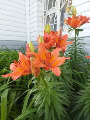 Уважаемая Роза Ахметовна!