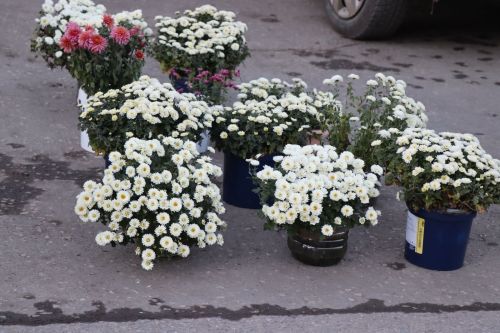 В Нурлате проходит праздничная сельскохозяйственная ярмарка