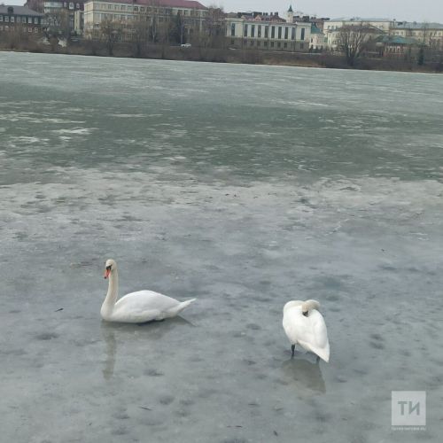 Профессор КФУ прокомментировал появление лебедей на Кабане