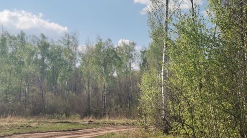 Нурлатцев предупредили о высокой пожарной опасности лесов в республике