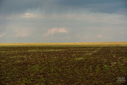 В Татарстане оценили состояние посевов озимых культур под урожай 2025 года