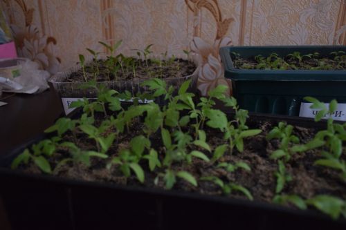 На подоконниках нурлатских огородников пробиваются зеленые листочки рассады