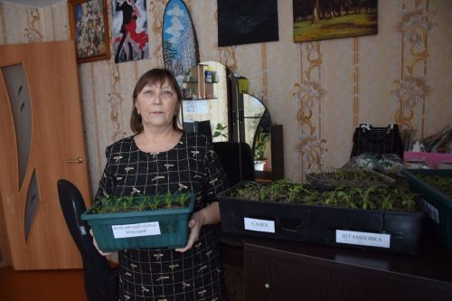 На подоконниках нурлатских огородников пробиваются зеленые листочки рассады