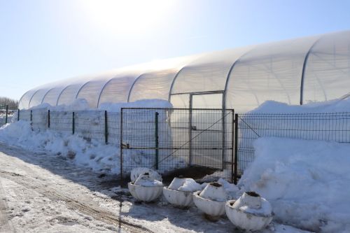 Нурлат и в этом году украсят порядка 100 тыс. различных цветов
