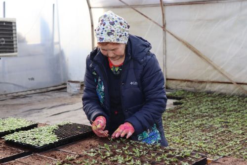 Нурлат и в этом году украсят порядка 100 тыс. различных цветов
