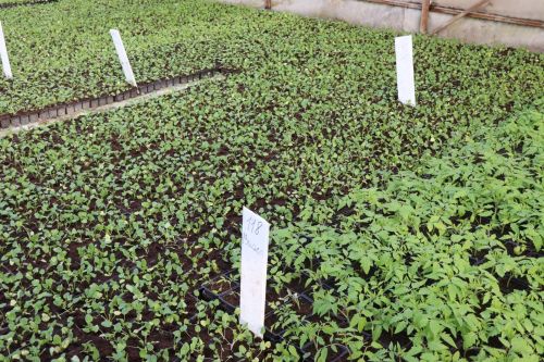 Нурлат и в этом году украсят порядка 100 тыс. различных цветов