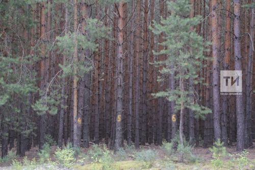 Инспектор 73 пожарно-спасательной части расссказала о том, как защитить себя от клещей