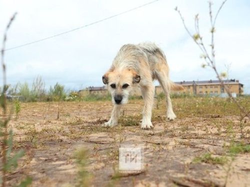В Богдашкине собака покусала ребенка