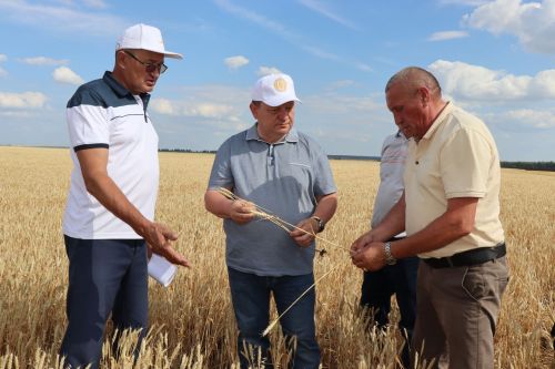 На полях «Нурлат-Агро» идет уборка озимой пшеницы