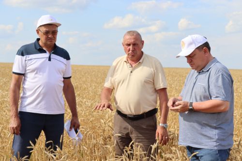 На полях «Нурлат-Агро» идет уборка озимой пшеницы