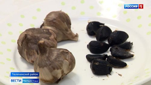 Чеснок со вкусом мармелада выращивает татарстанский фермер