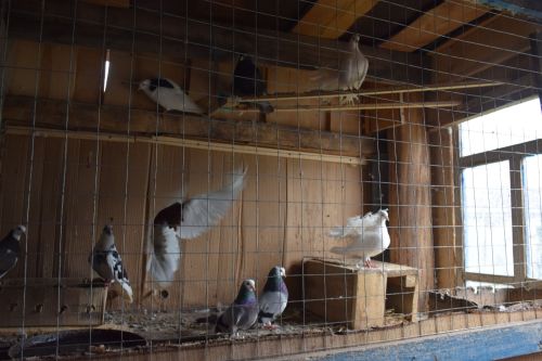 В Бутаихе поселился австралийский гость