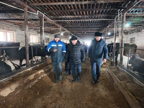 Шайдуллины из Старой Амзи в своем фермерском хозяйстве содержат порядка 500 голов лошадей и КРС
