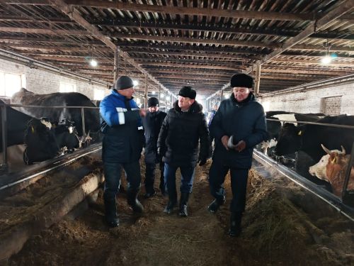 Шайдуллины из Старой Амзи в своем фермерском хозяйстве содержат порядка 500 голов лошадей и КРС