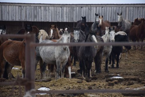 Шайдуллины из Старой Амзи в своем фермерском хозяйстве содержат порядка 500 голов лошадей и КРС