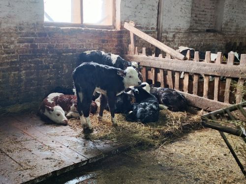 Шайдуллины из Старой Амзи в своем фермерском хозяйстве содержат порядка 500 голов лошадей и КРС