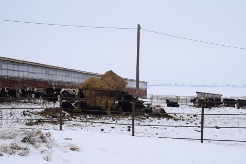 Шайдуллины из Старой Амзи в своем фермерском хозяйстве содержат порядка 500 голов лошадей и КРС