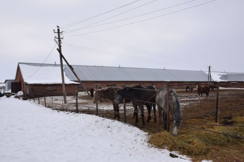 Шайдуллины из Старой Амзи в своем фермерском хозяйстве содержат порядка 500 голов лошадей и КРС