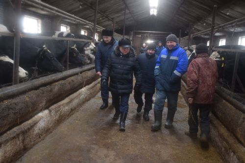 Шайдуллины из Старой Амзи в своем фермерском хозяйстве содержат порядка 500 голов лошадей и КРС